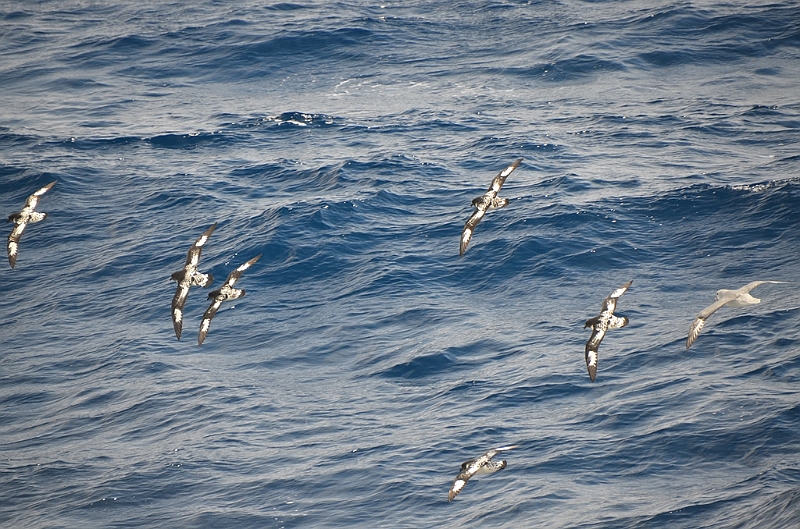 006_Antarctica_Peninsula.JPG