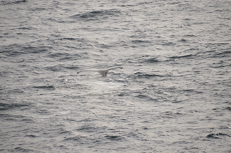 110_Antarctica_Peninsula_Gerlache_Strait_Humpback_Whale.JPG