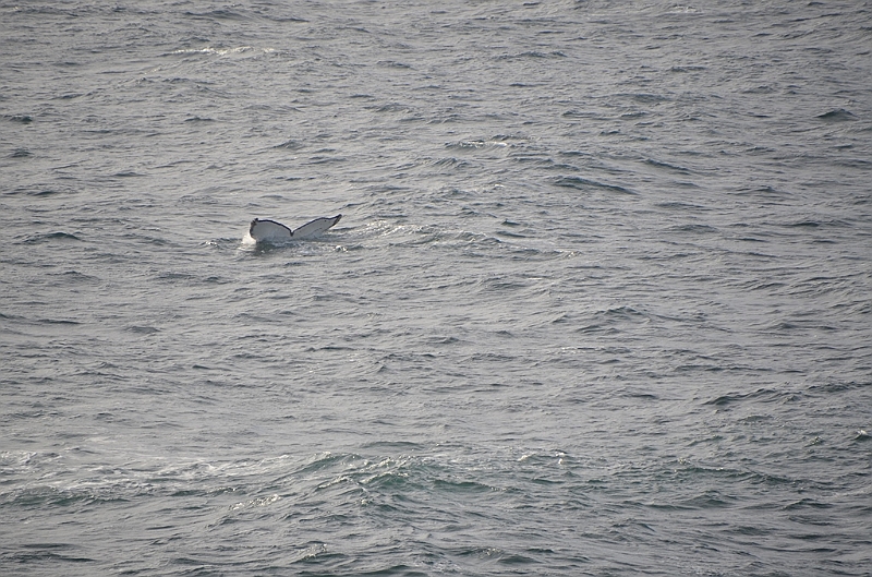 117_Antarctica_Peninsula_Gerlache_Strait_Humpback_Whale.JPG