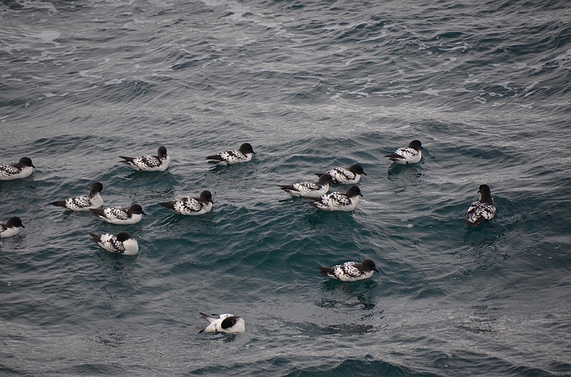 196_Antarctica_Peninsula.JPG