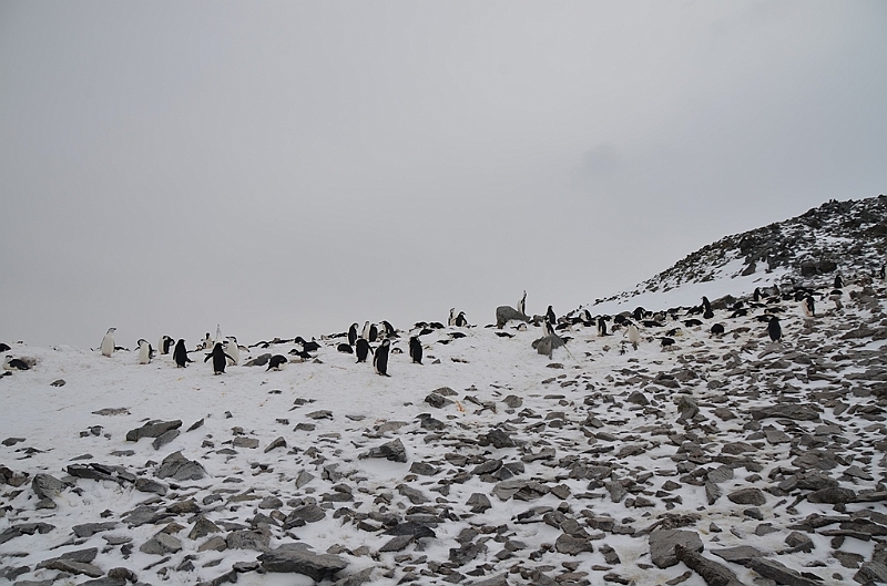 222_Antarctica_Peninsula_Robert_Island.JPG