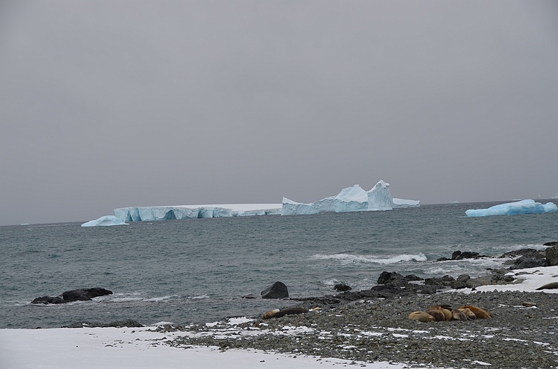227_Antarctica_Peninsula_Robert_Island.JPG