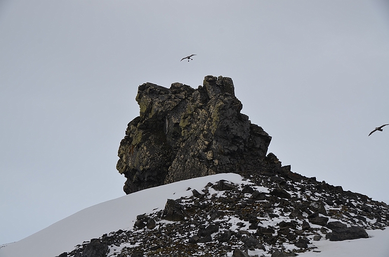 228_Antarctica_Peninsula_Robert_Island.JPG