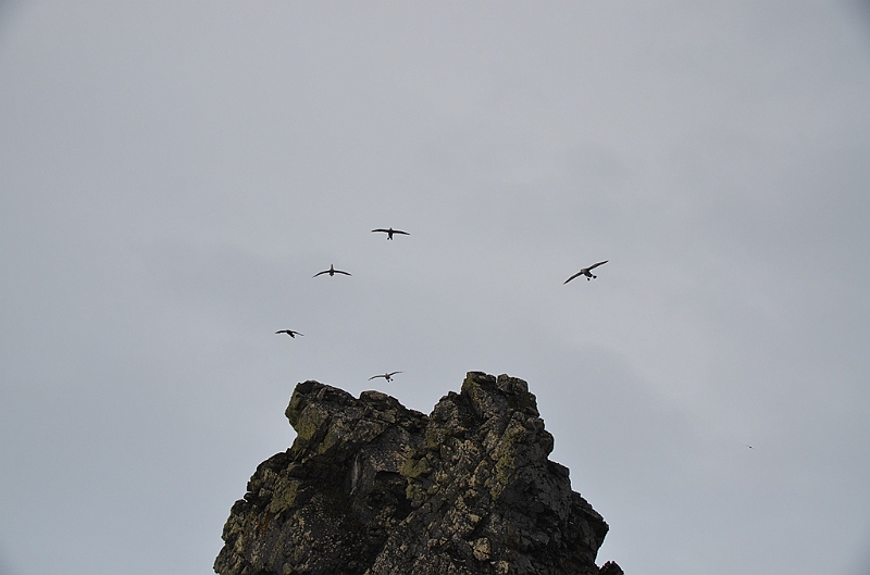 229_Antarctica_Peninsula_Robert_Island.JPG