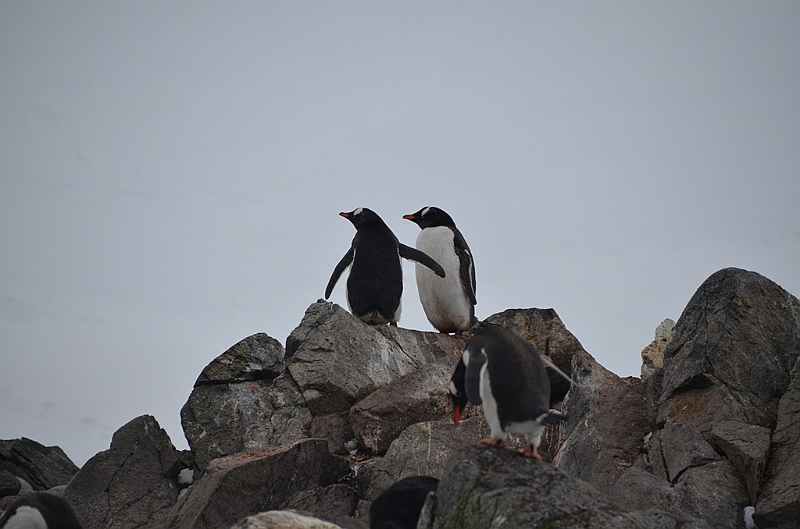 234_Antarctica_Peninsula_Robert_Island_Eselspinguin.JPG