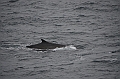 016_Antarctica_Peninsula_Fin_Whale