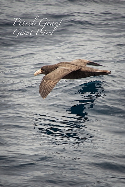006_Best_of_Antarctica_Ponant.jpg