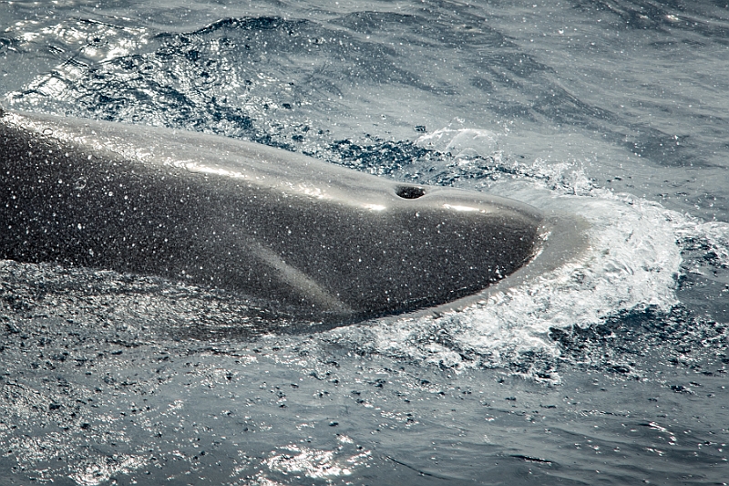 012_Best_of_Antarctica_Ponant.jpg