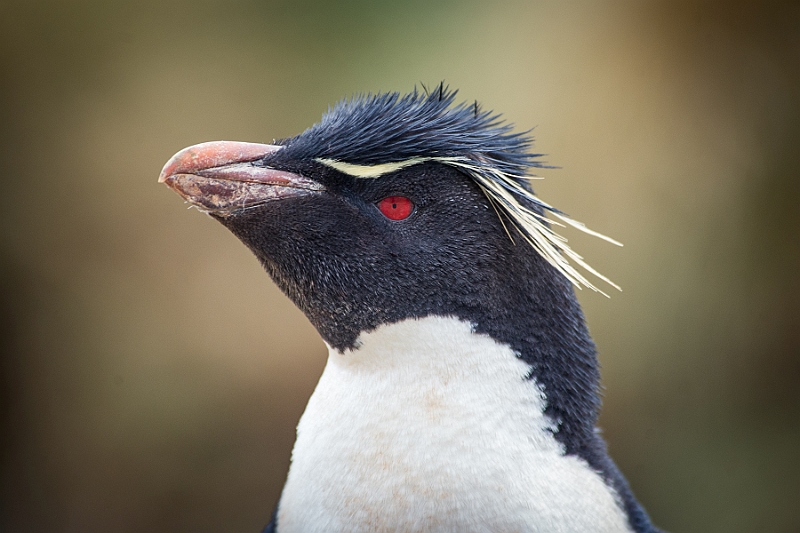 050_Best_of_Antarctica_Ponant.jpg