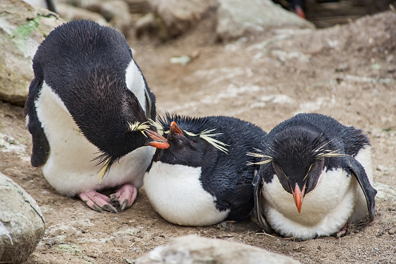 051_Best_of_Antarctica_Ponant.jpg