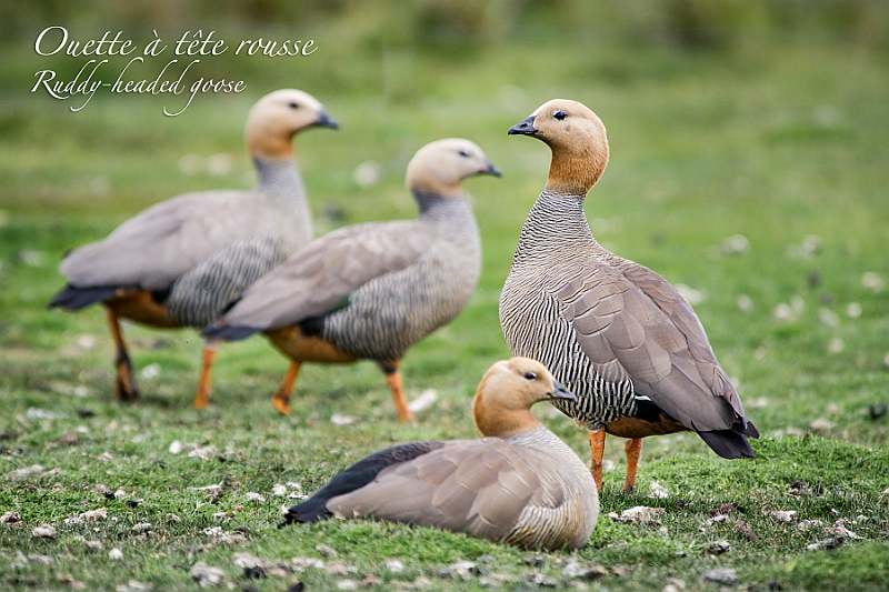 060_Best_of_Antarctica_Ponant.jpg
