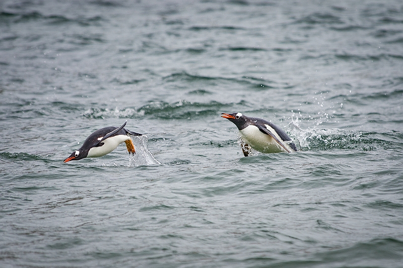 065_Best_of_Antarctica_Ponant.jpg