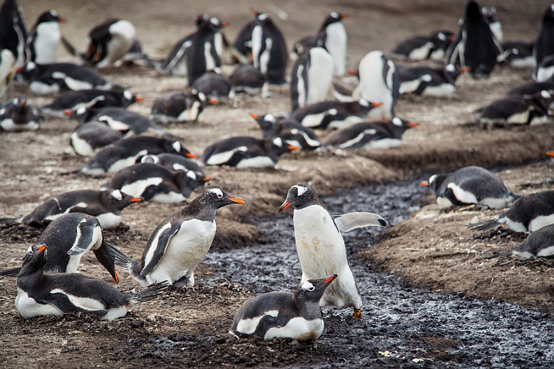 067_Best_of_Antarctica_Ponant.jpg