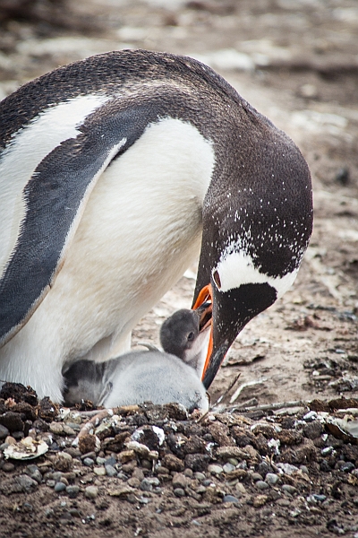 068_Best_of_Antarctica_Ponant.jpg
