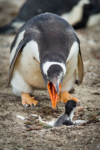 069_Best_of_Antarctica_Ponant.jpg