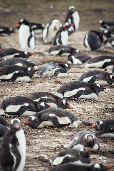 073_Best_of_Antarctica_Ponant.jpg