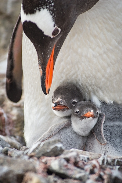 074_Best_of_Antarctica_Ponant.jpg