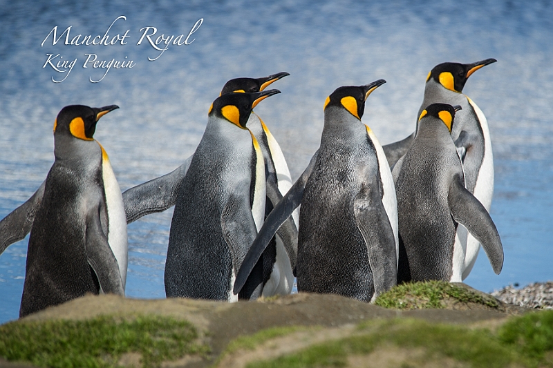 085_Best_of_Antarctica_Ponant.jpg