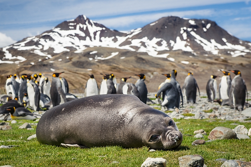 087_Best_of_Antarctica_Ponant.jpg