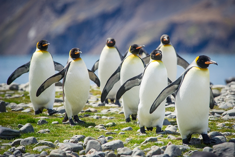 090_Best_of_Antarctica_Ponant.jpg