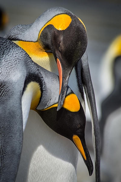 092_Best_of_Antarctica_Ponant.jpg