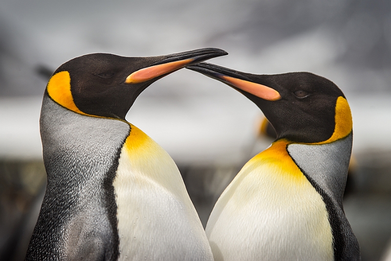 096_Best_of_Antarctica_Ponant.jpg