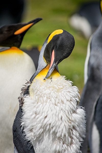 101_Best_of_Antarctica_Ponant.jpg