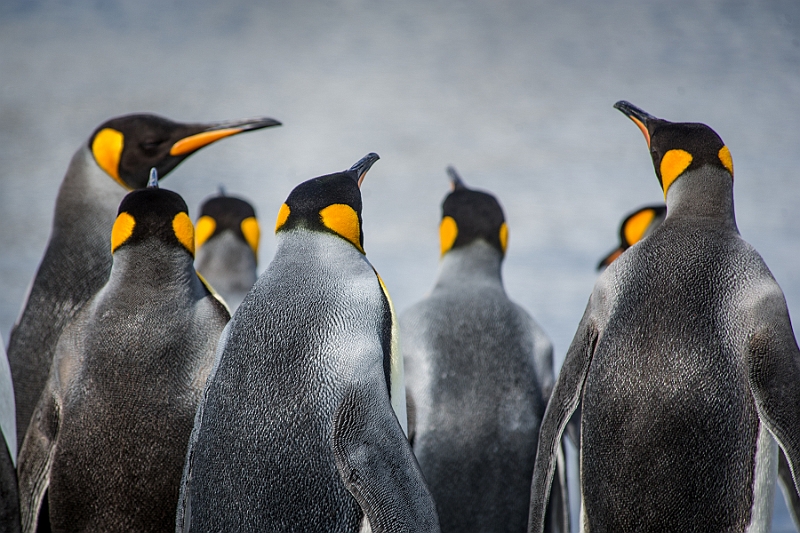 102_Best_of_Antarctica_Ponant.jpg