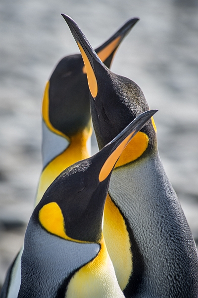 103_Best_of_Antarctica_Ponant.jpg