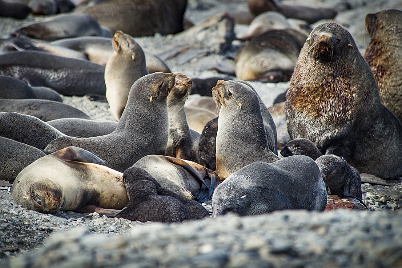 105_Best_of_Antarctica_Ponant.jpg