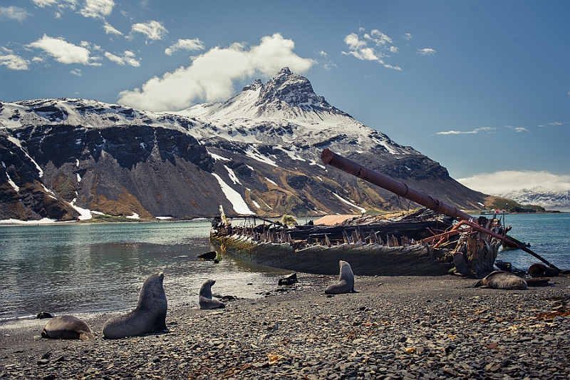 120_Best_of_Antarctica_Ponant.jpg