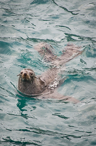 133_Best_of_Antarctica_Ponant.jpg