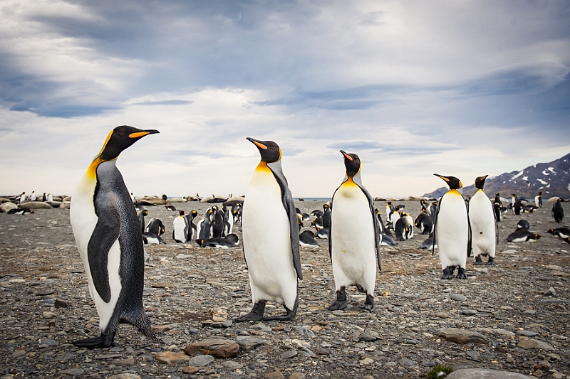 143_Best_of_Antarctica_Ponant.jpg