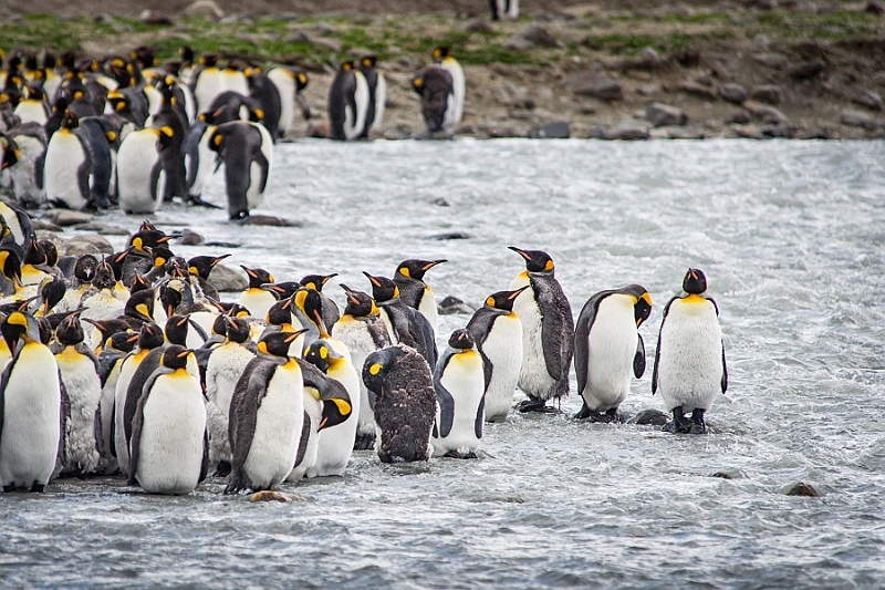 151_Best_of_Antarctica_Ponant.jpg