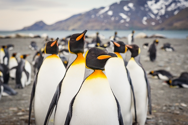 157_Best_of_Antarctica_Ponant.jpg