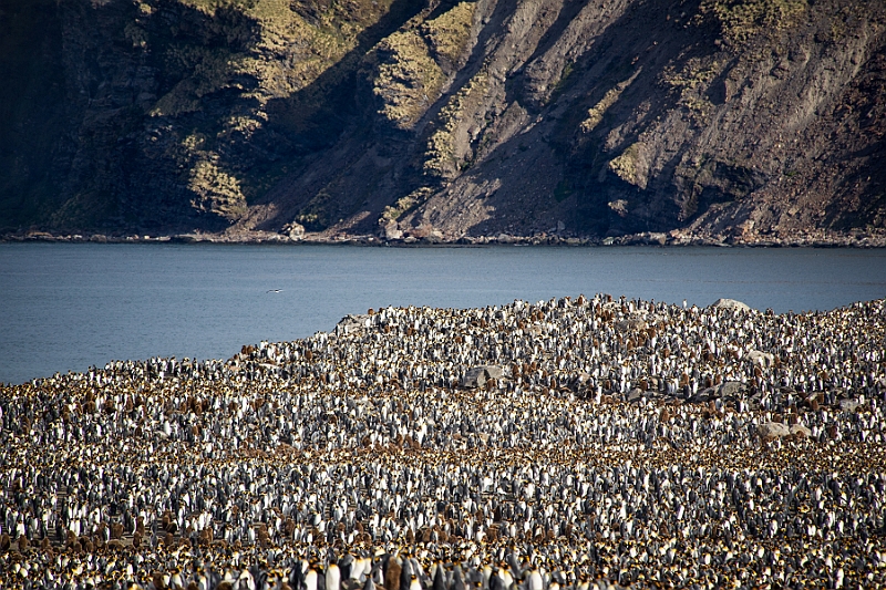 158_Best_of_Antarctica_Ponant.jpg