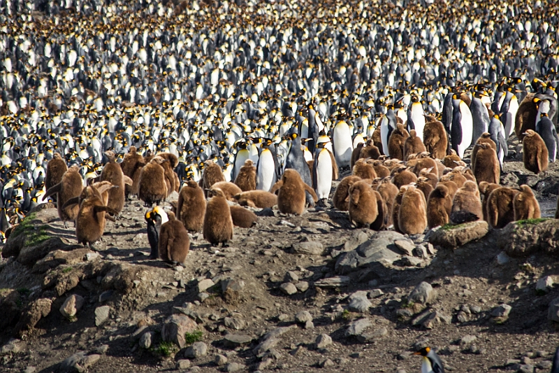 159_Best_of_Antarctica_Ponant.jpg