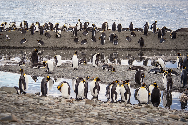 163_Best_of_Antarctica_Ponant.jpg