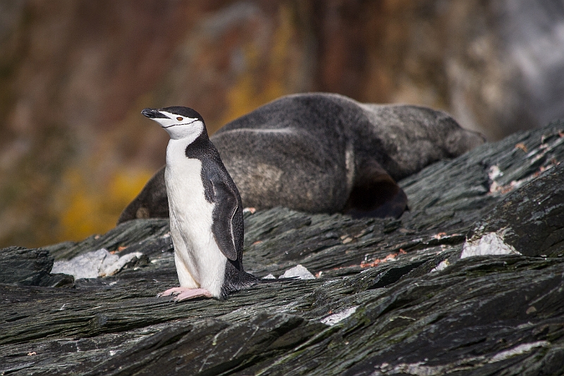 172_Best_of_Antarctica_Ponant.jpg