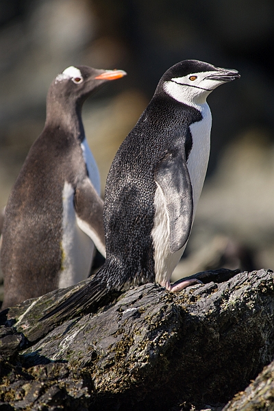 173_Best_of_Antarctica_Ponant.jpg