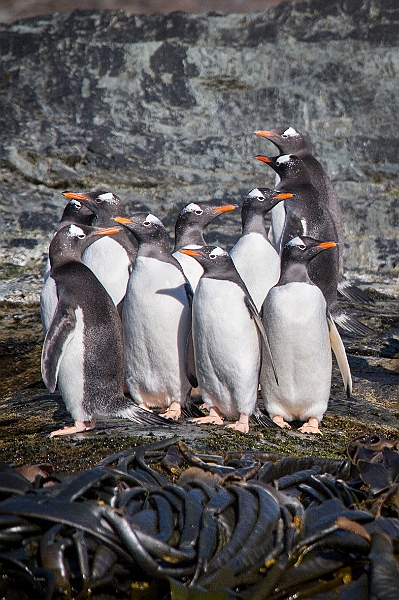 174_Best_of_Antarctica_Ponant.jpg