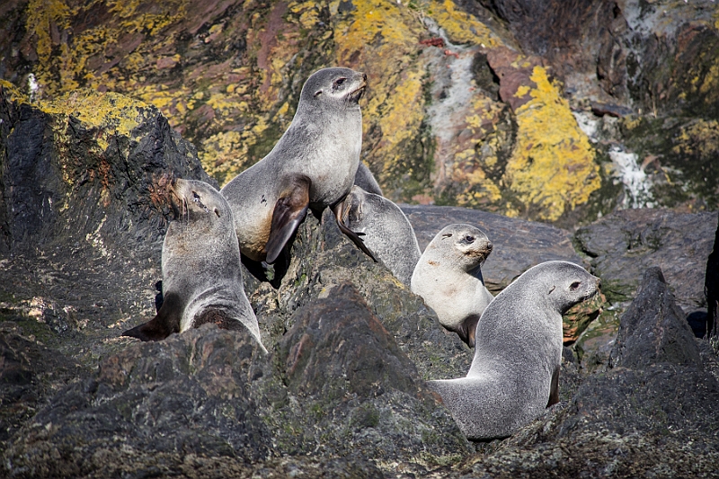 176_Best_of_Antarctica_Ponant.jpg