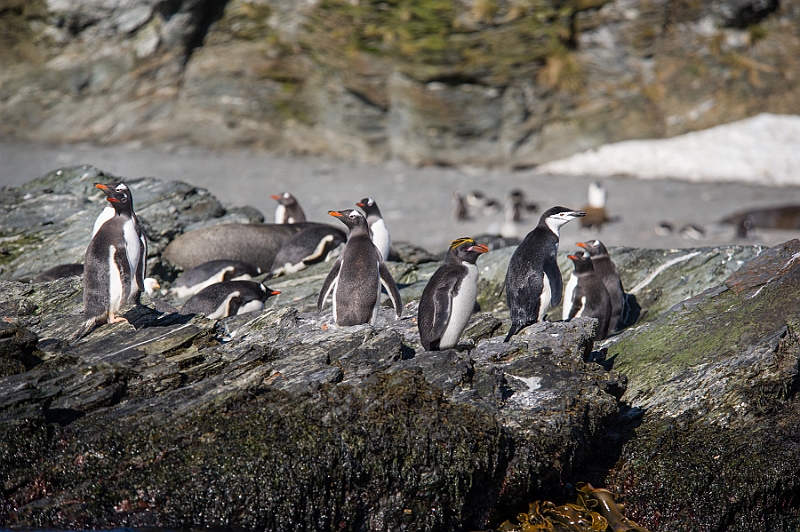 186_Best_of_Antarctica_Ponant.jpg
