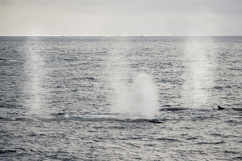209_Best_of_Antarctica_Ponant.jpg