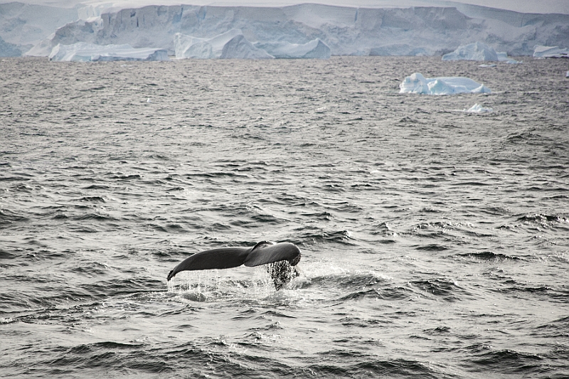 226_Best_of_Antarctica_Ponant.jpg