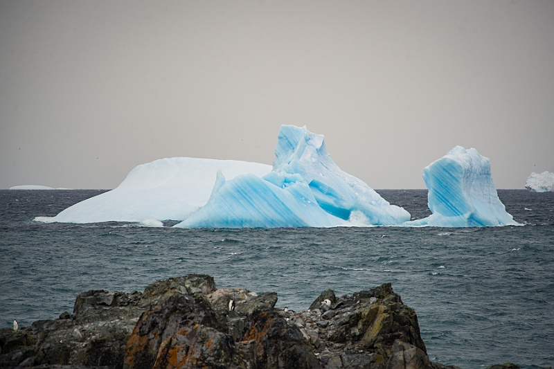 262_Best_of_Antarctica_Ponant.jpg