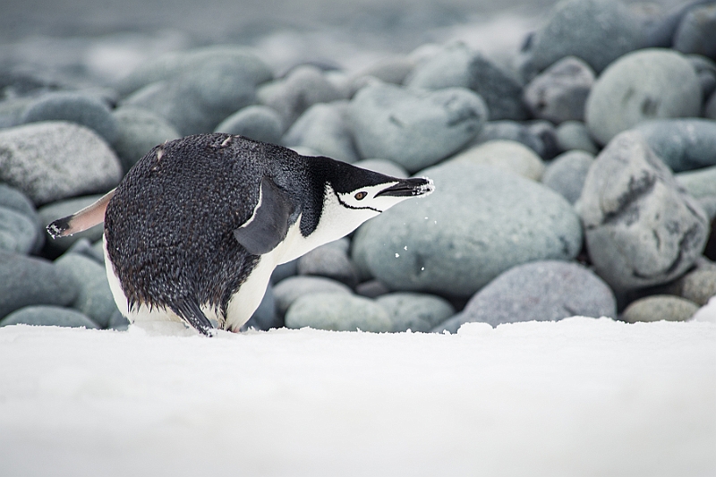 266_Best_of_Antarctica_Ponant.jpg