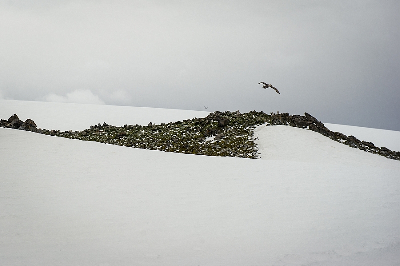273_Best_of_Antarctica_Ponant.jpg