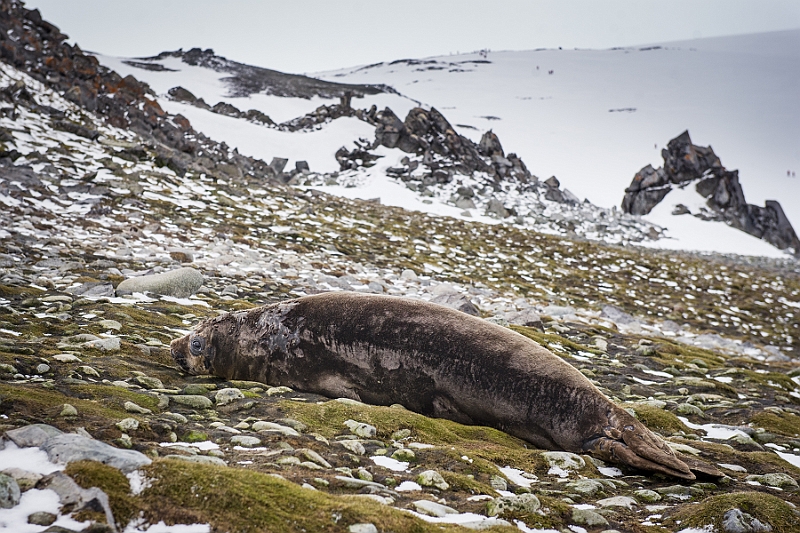 282_Best_of_Antarctica_Ponant.jpg