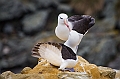 055_Best_of_Antarctica_Ponant